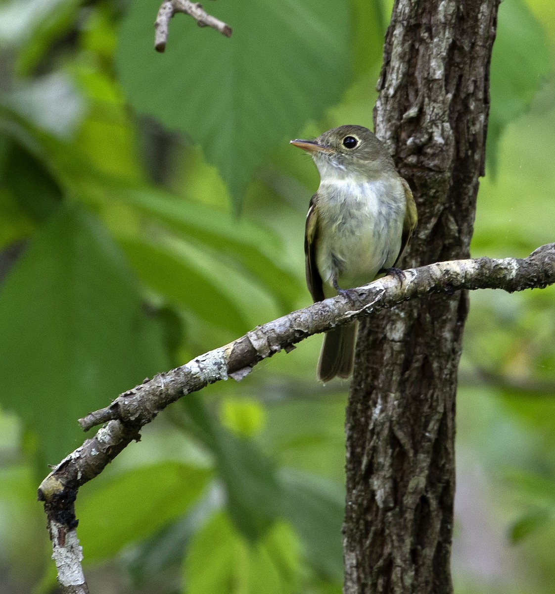 Least Flycatcher - ML342062021