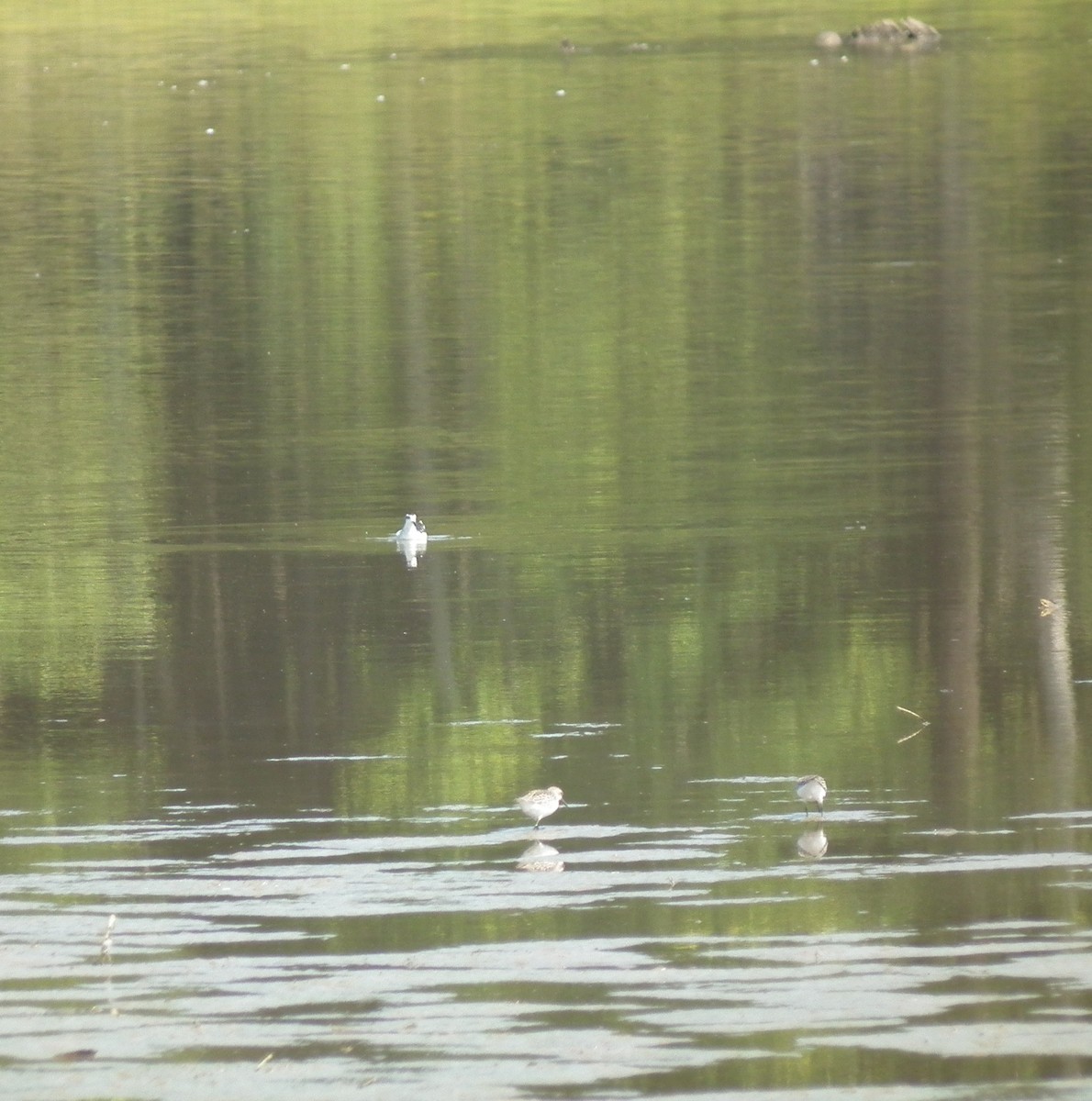 Red-necked Phalarope - ML342062751