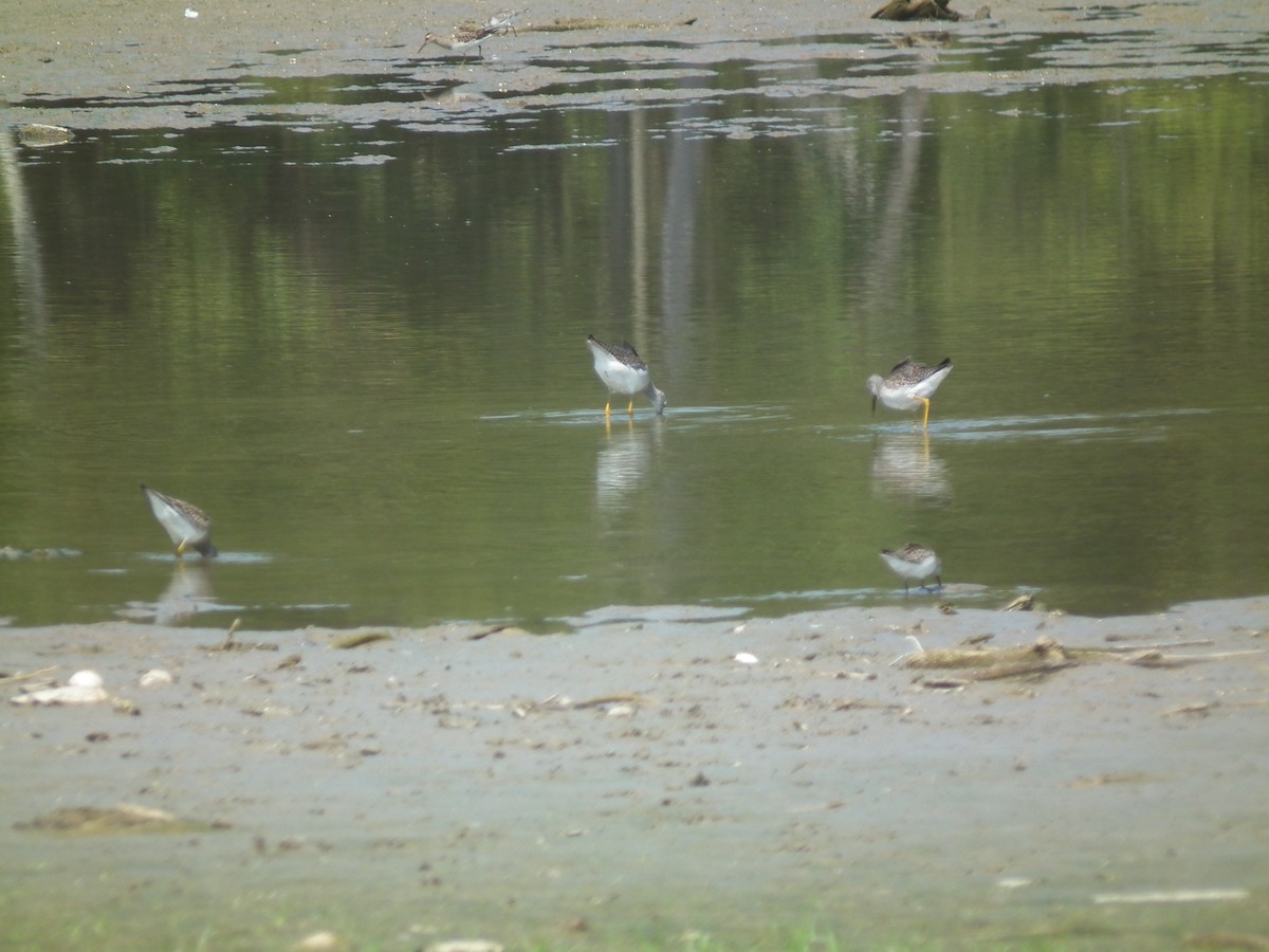 Greater Yellowlegs - ML342063201