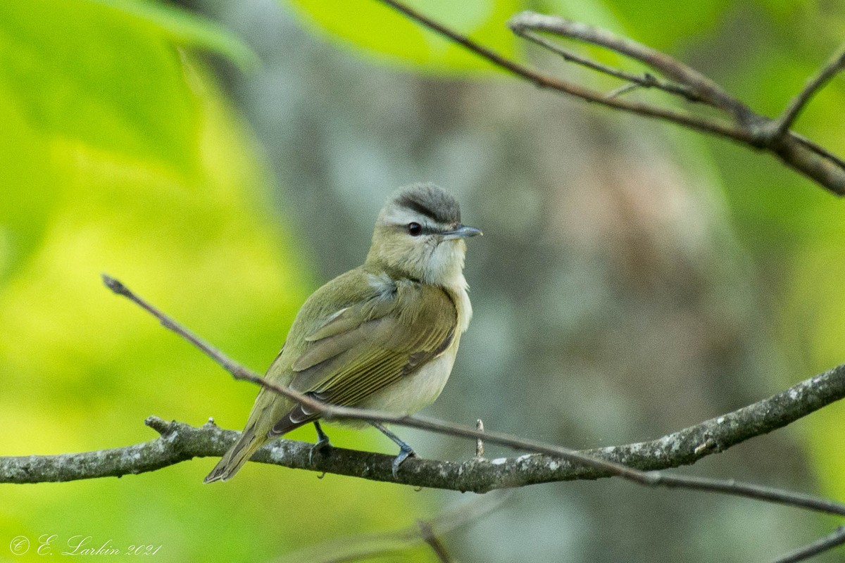 Red-eyed Vireo - ML342063871