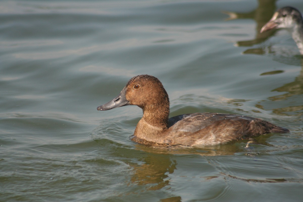 Common Pochard - ML34206391