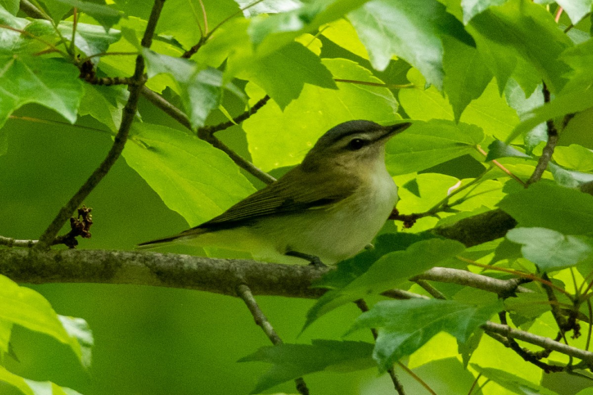 Red-eyed Vireo - Erin  Bowen