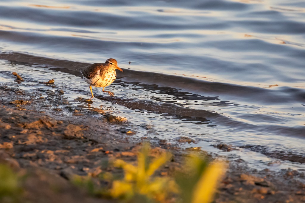 Spotted Sandpiper - ML342064941