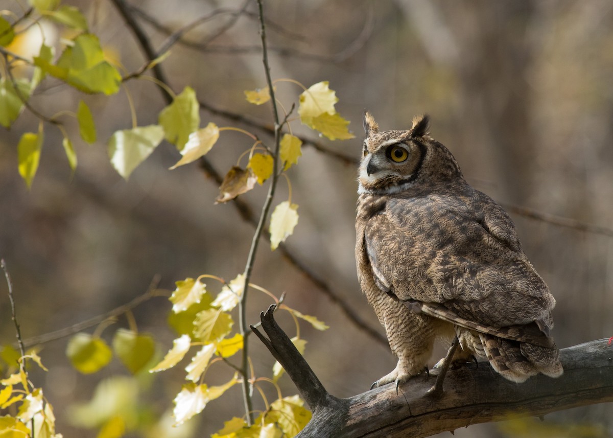 Lesser Horned Owl - ML342064971