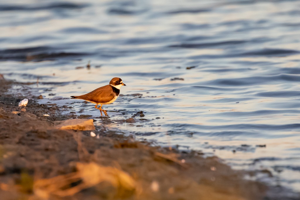 Semipalmated Plover - ML342065051