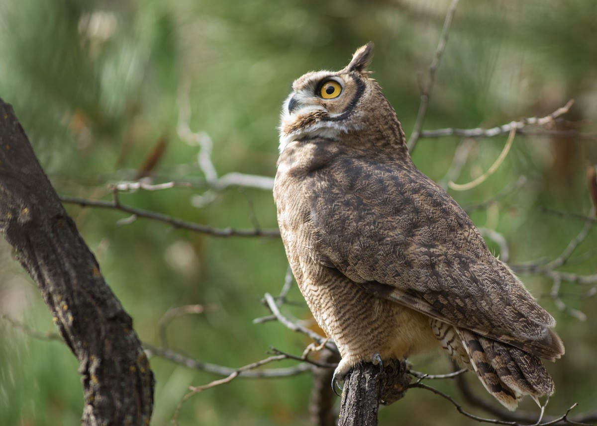 Lesser Horned Owl - ML342065571