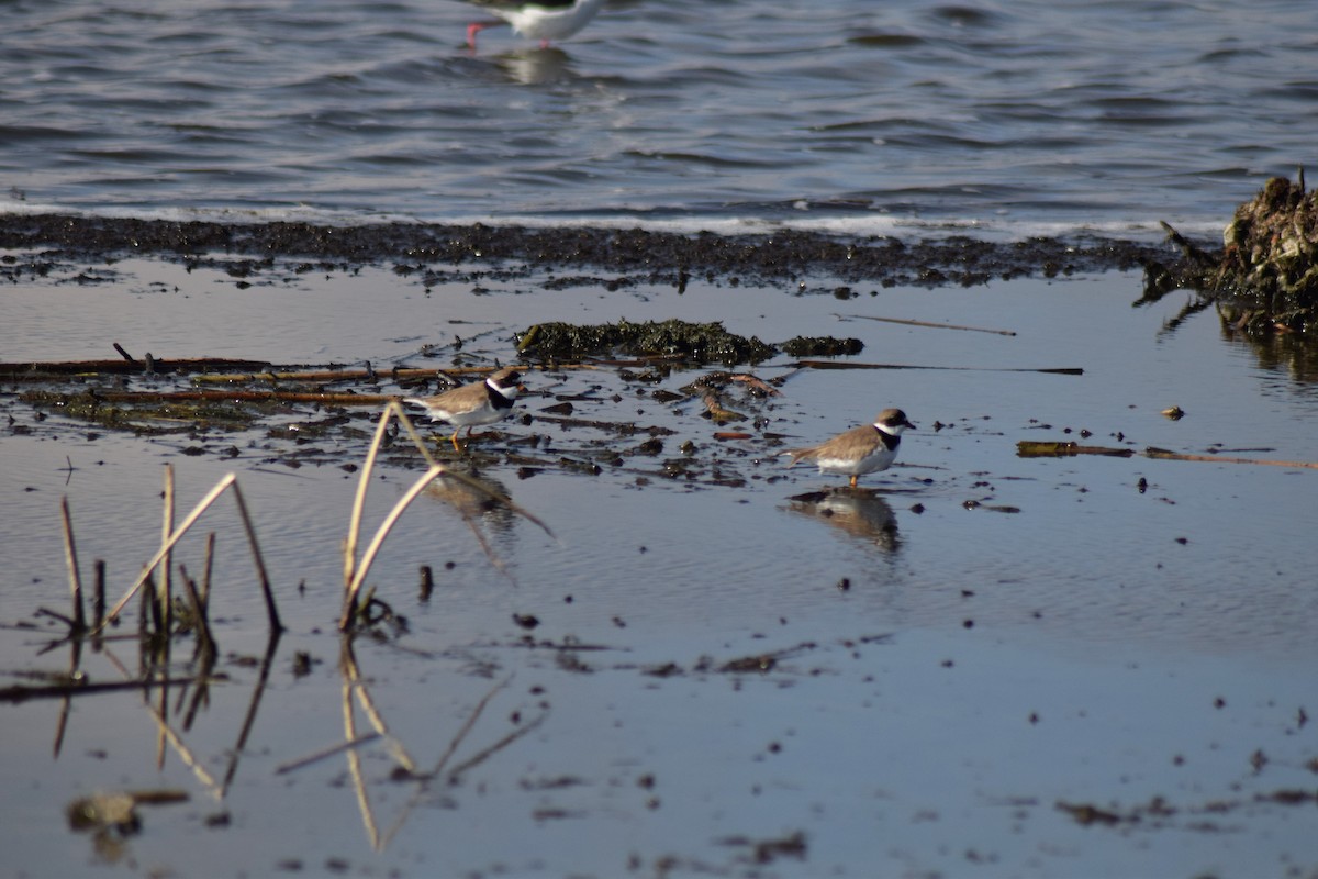 Semipalmated Plover - ML342065621