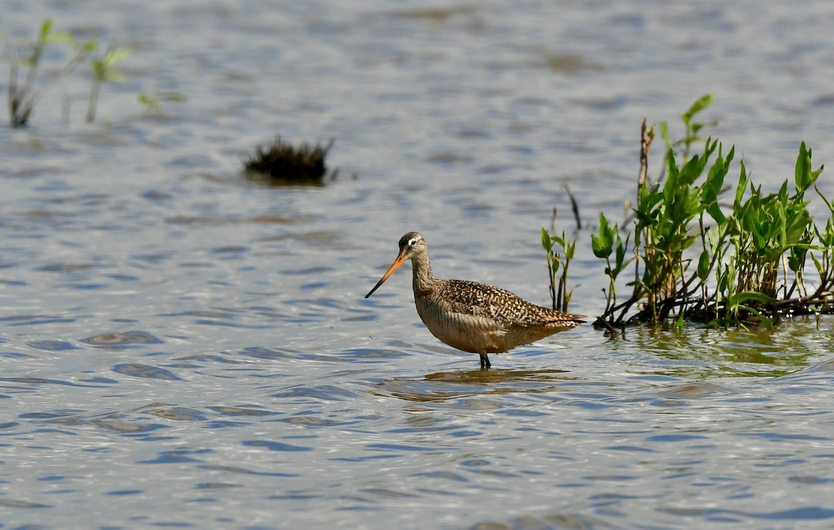 Marbled Godwit - ML342065671