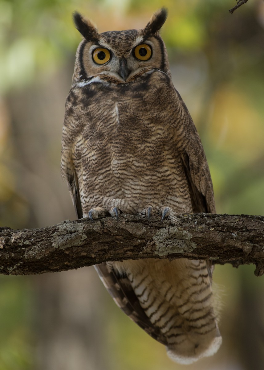 Lesser Horned Owl - ML342065791