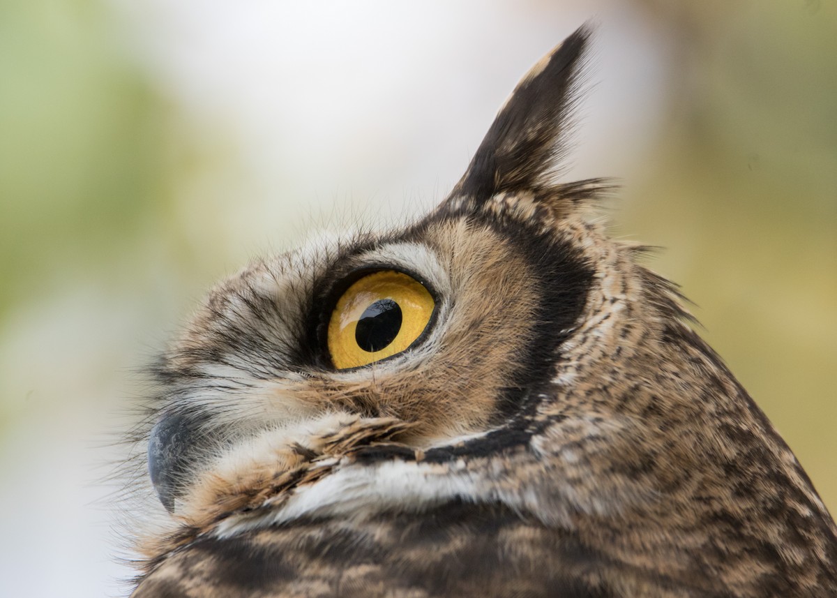 Lesser Horned Owl - ML342065821