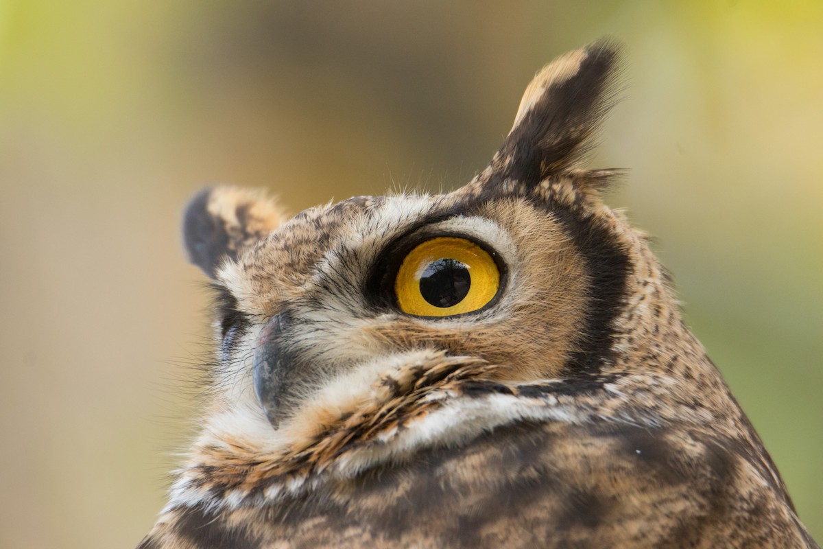 Lesser Horned Owl - ML342066141