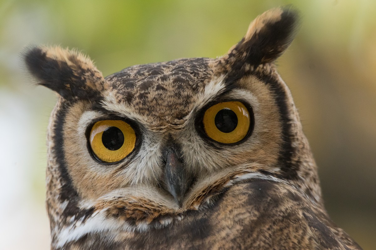 Lesser Horned Owl - ML342066191