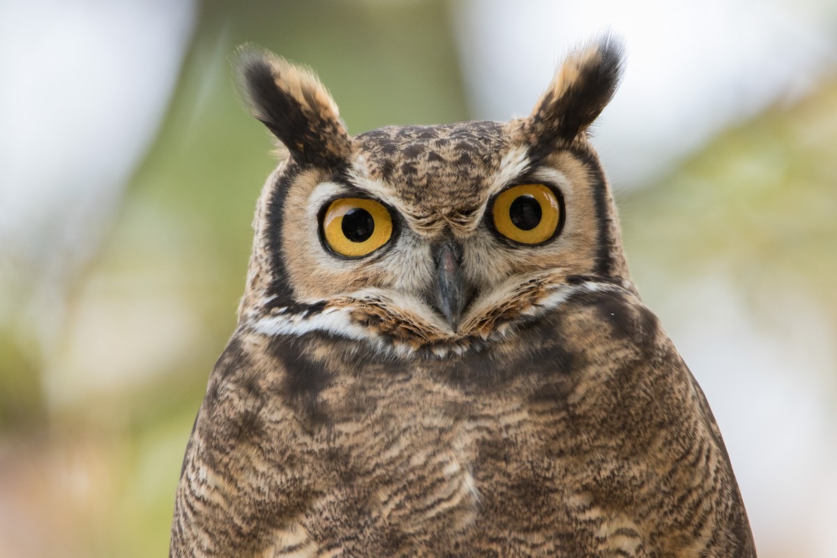 Lesser Horned Owl - ML342066351
