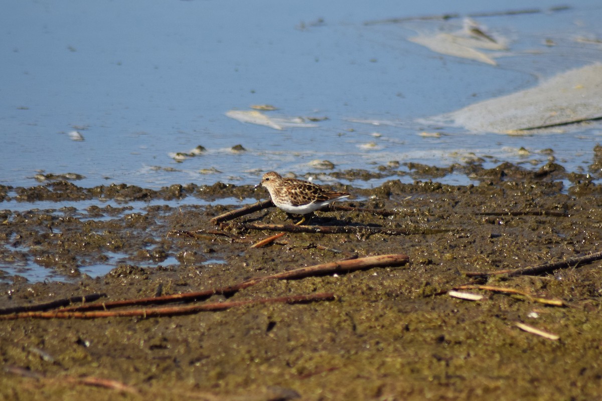 Least Sandpiper - ML342067141