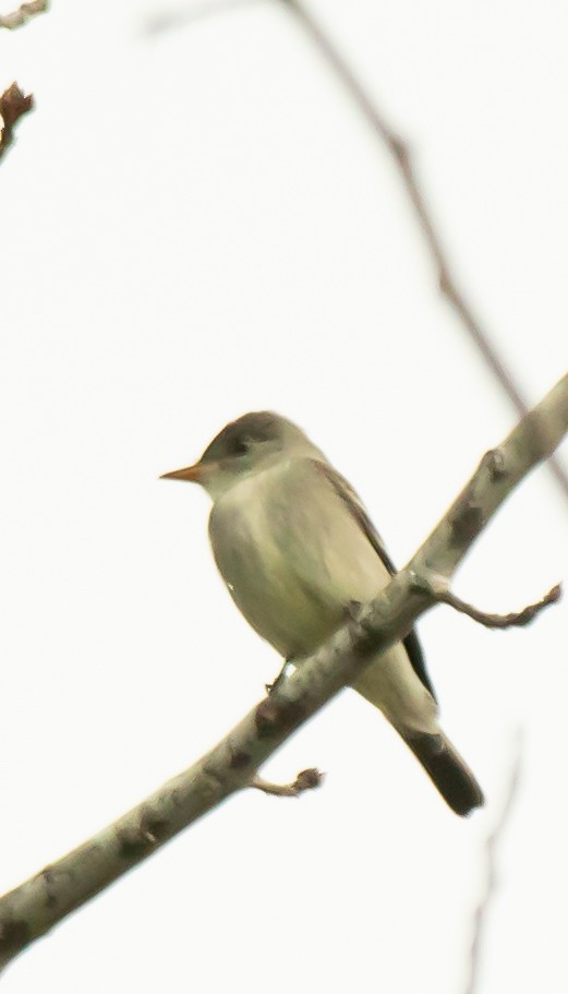 Willow Flycatcher - Mary Louise