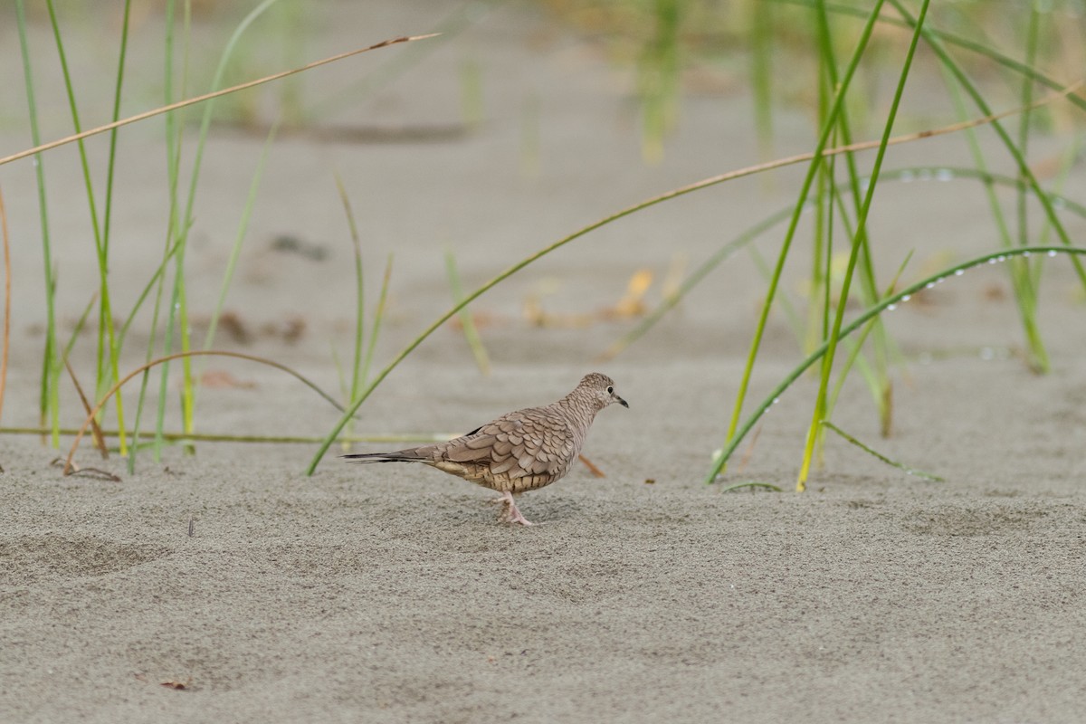 Inca Dove - ML34206881