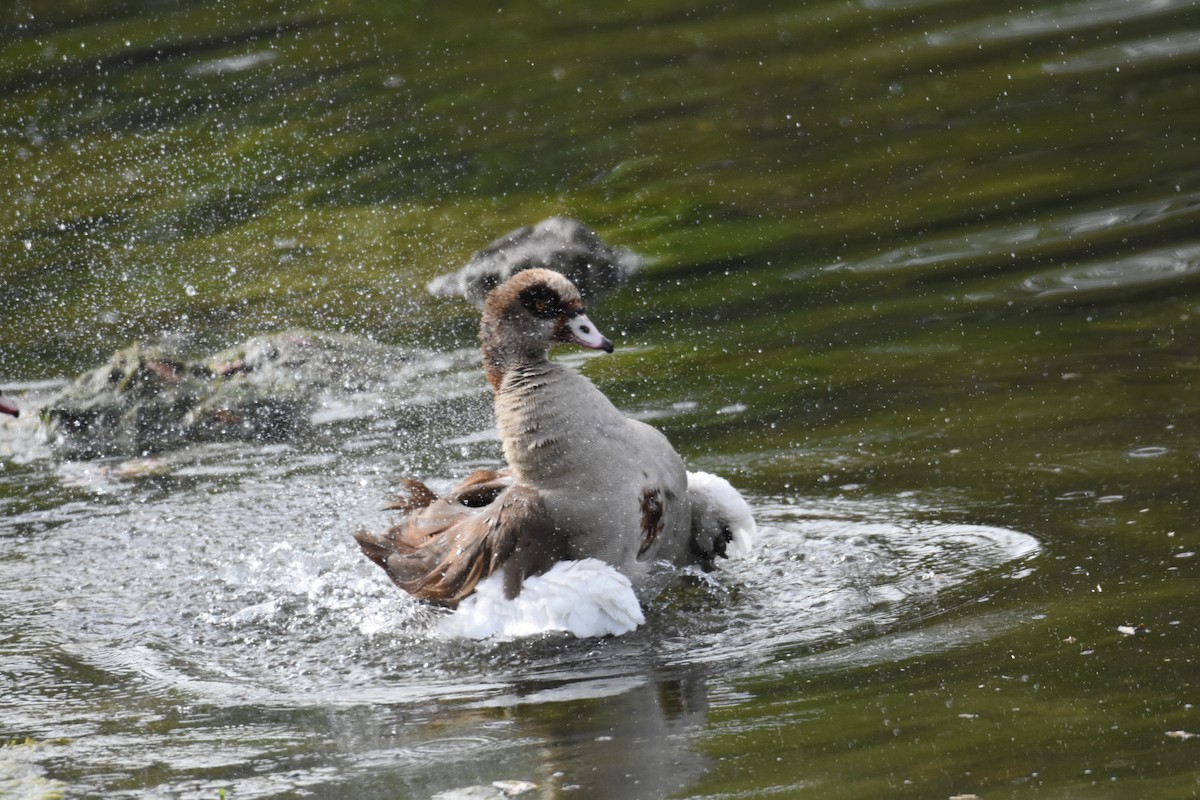 Egyptian Goose - ML342069811