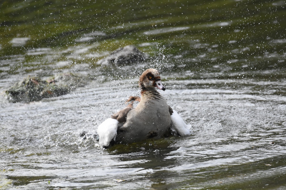 Egyptian Goose - ML342069971