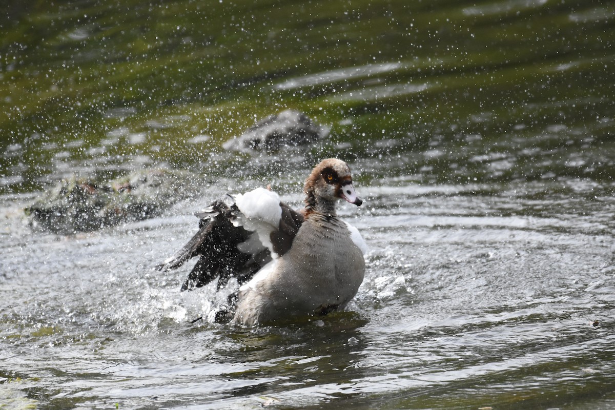 Egyptian Goose - ML342070071
