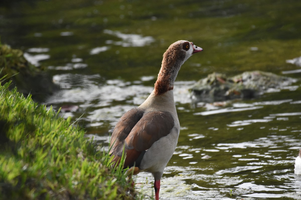 Egyptian Goose - ML342070321
