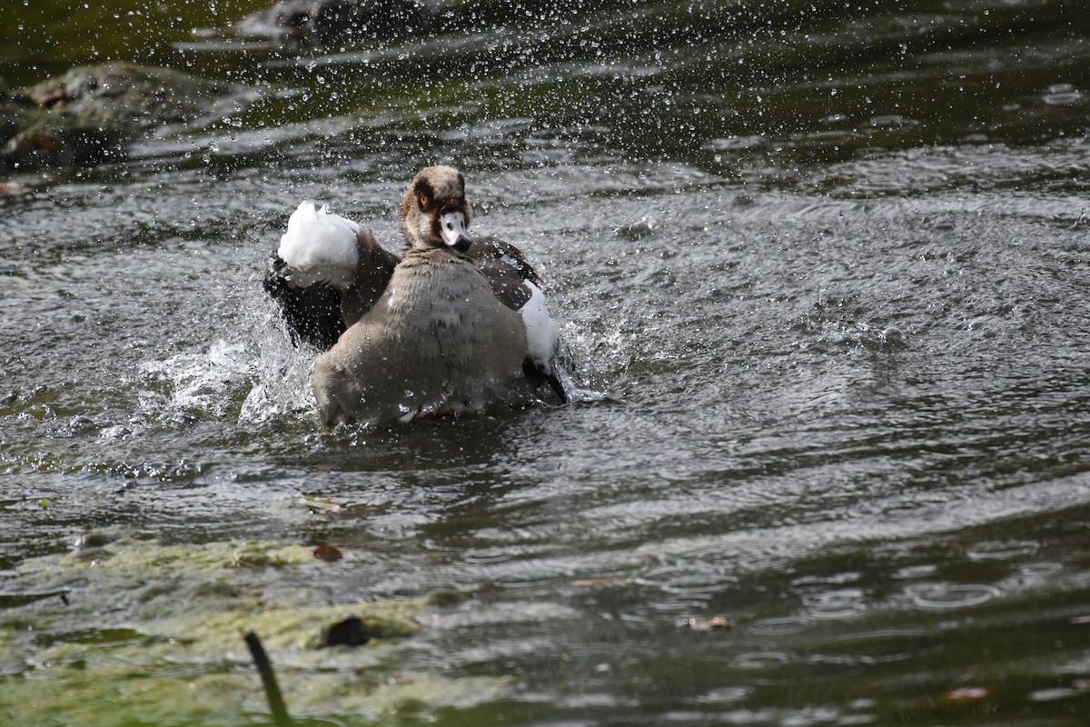 Egyptian Goose - ML342070551