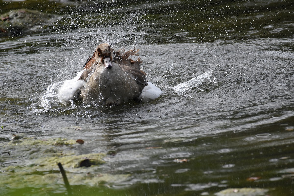 Egyptian Goose - ML342070581