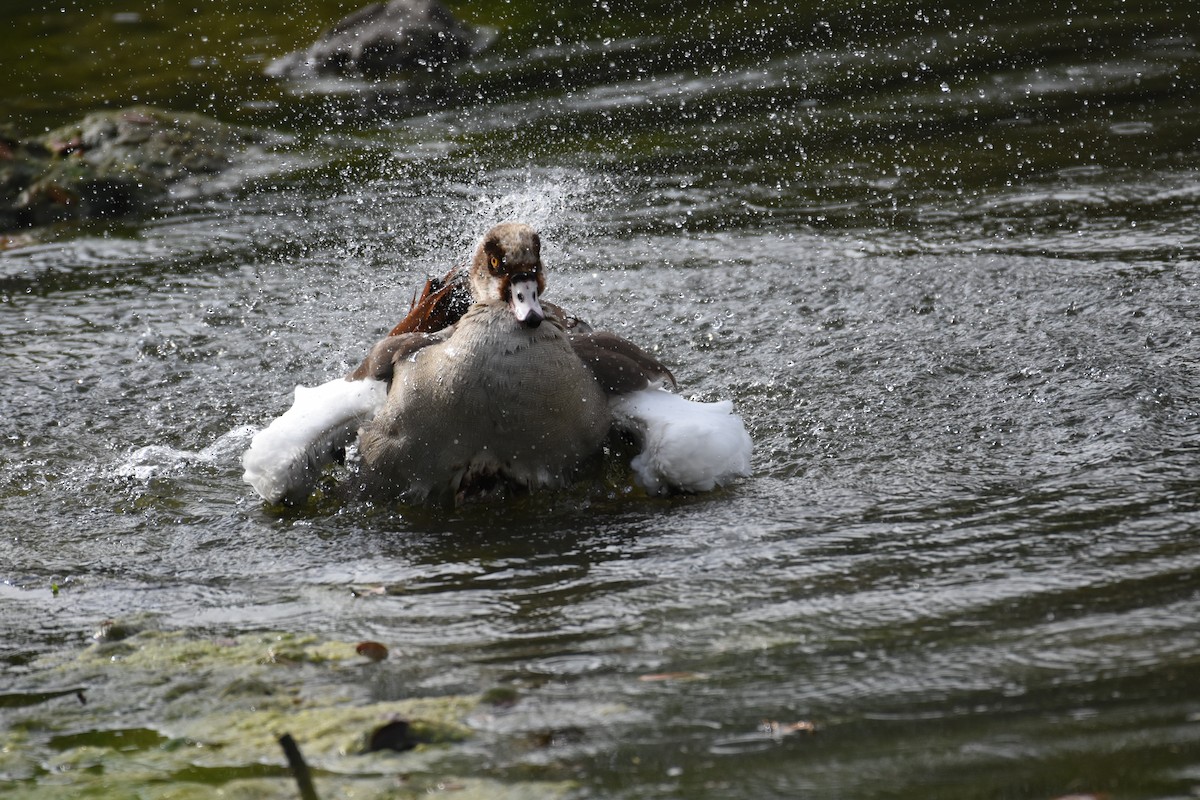 Egyptian Goose - ML342070871