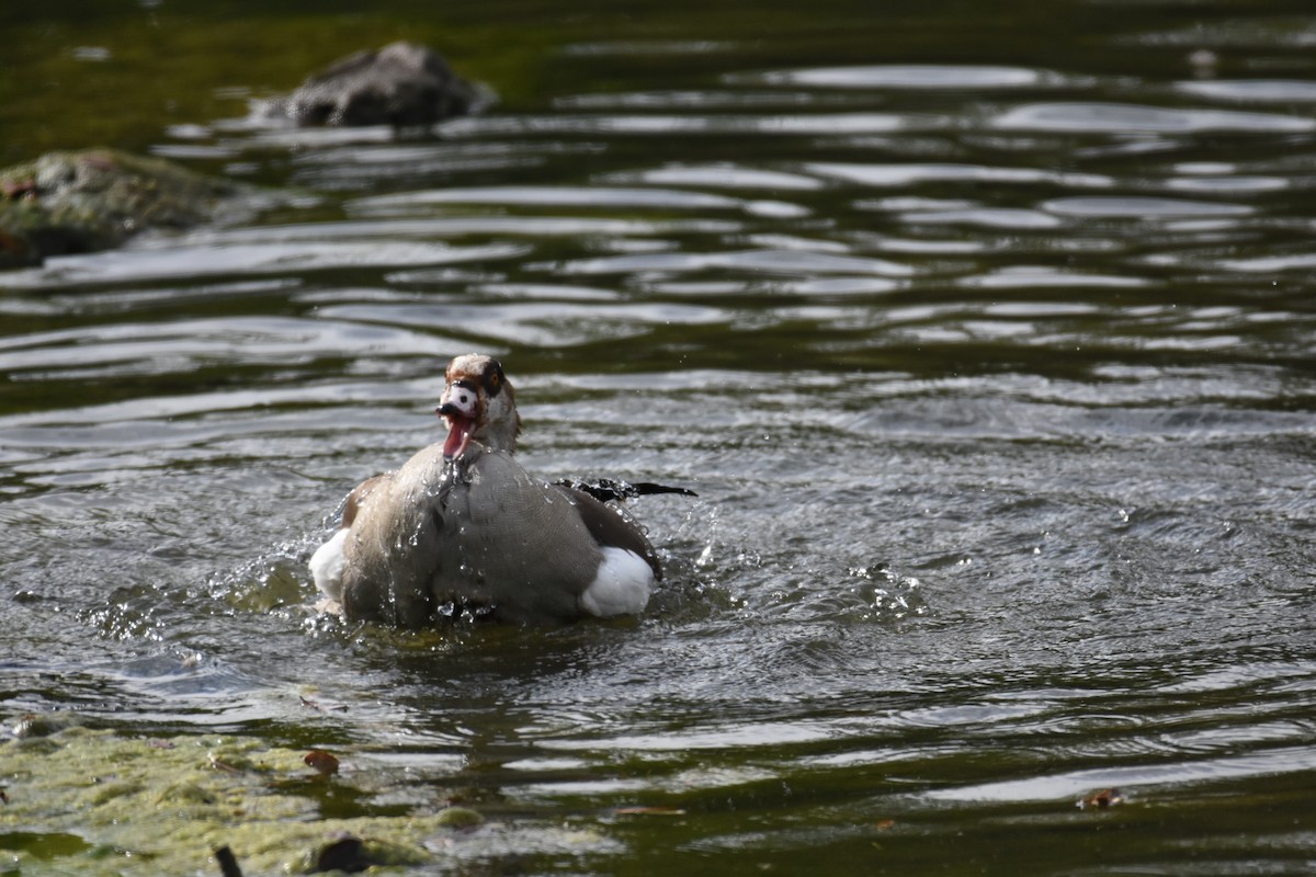 Egyptian Goose - ML342071001