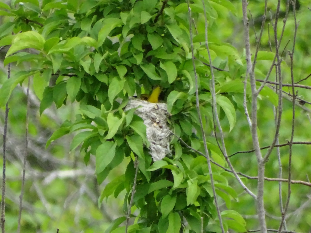 Yellow Warbler - ML342071351