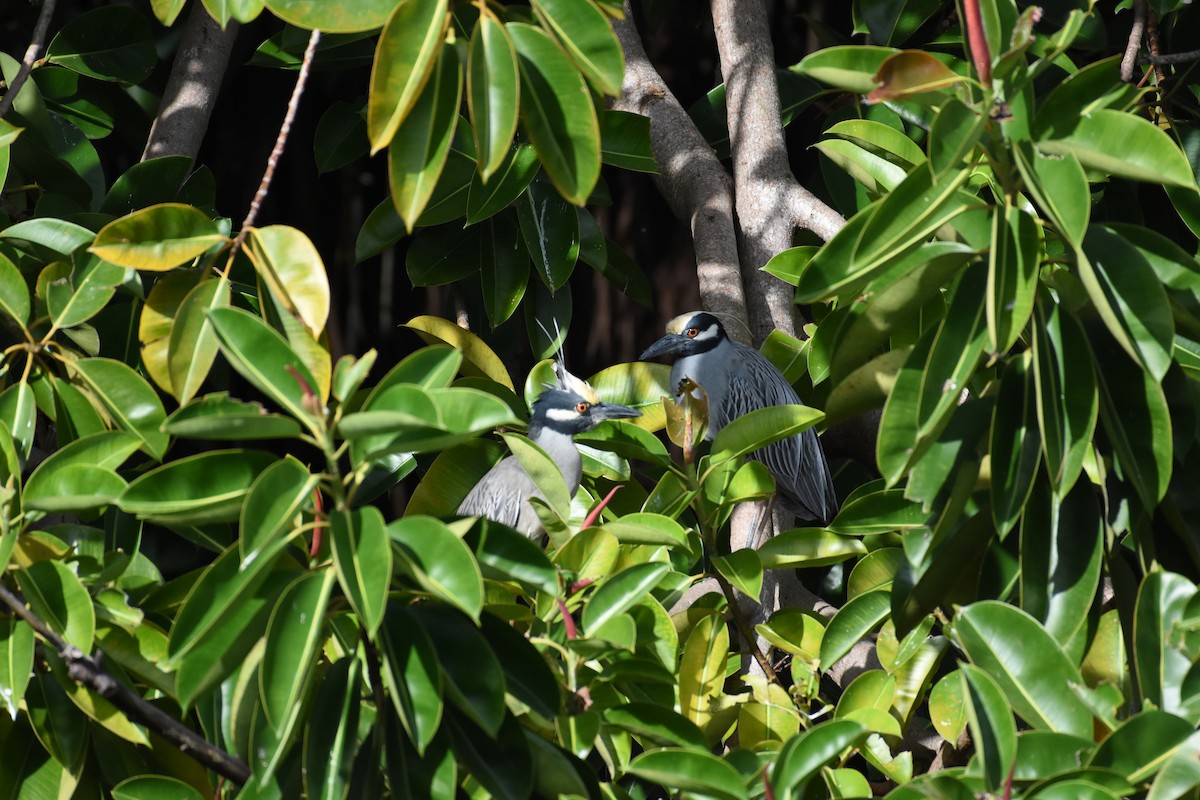 Yellow-crowned Night Heron - ML342071961