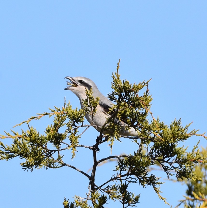 Northern Shrike - ML342072171