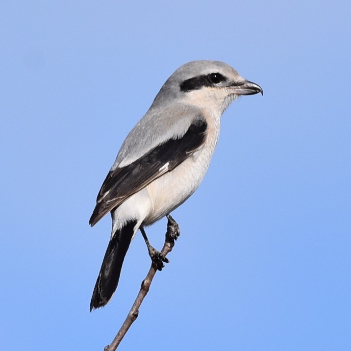 Northern Shrike - ML342072181