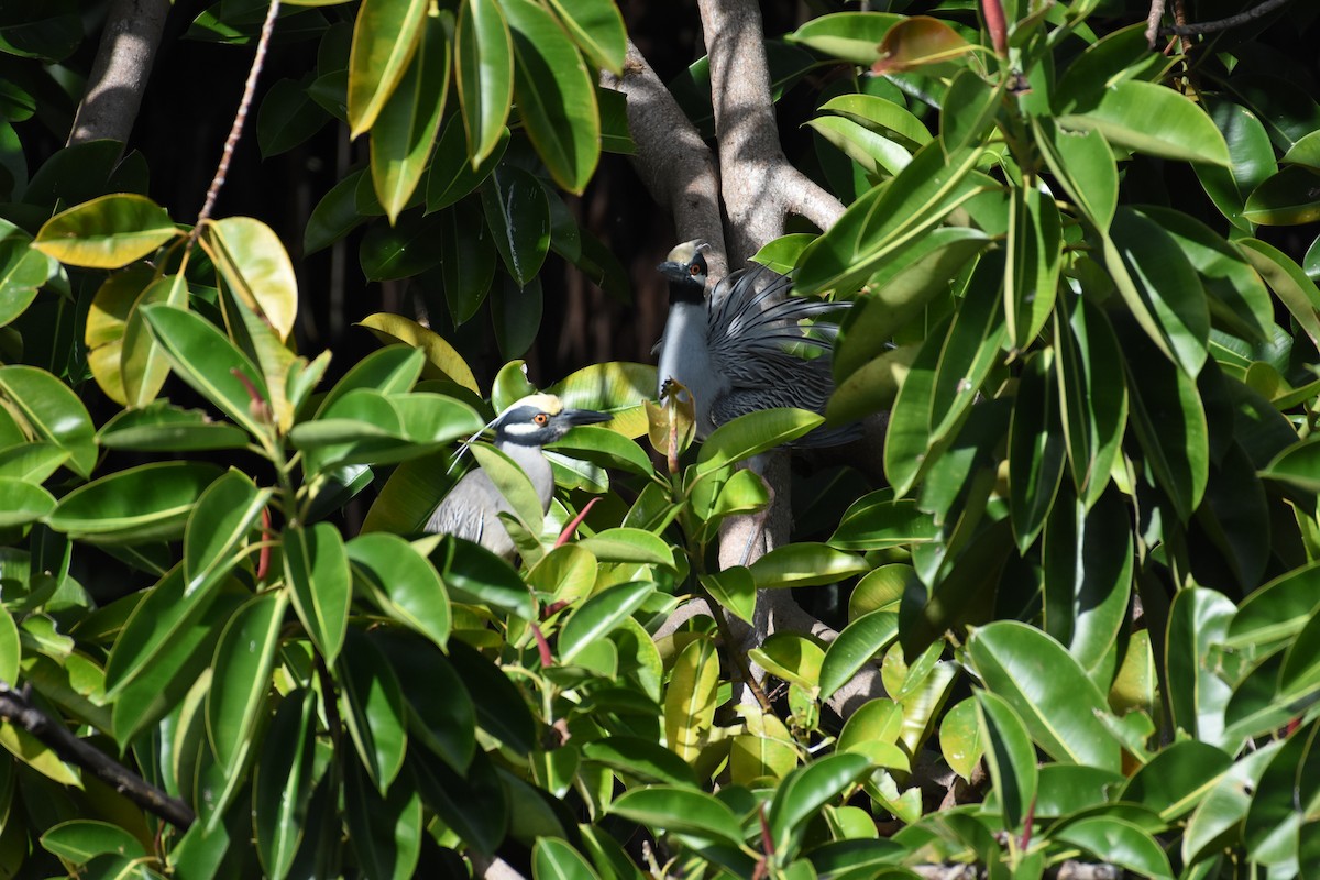 Yellow-crowned Night Heron - ML342072191