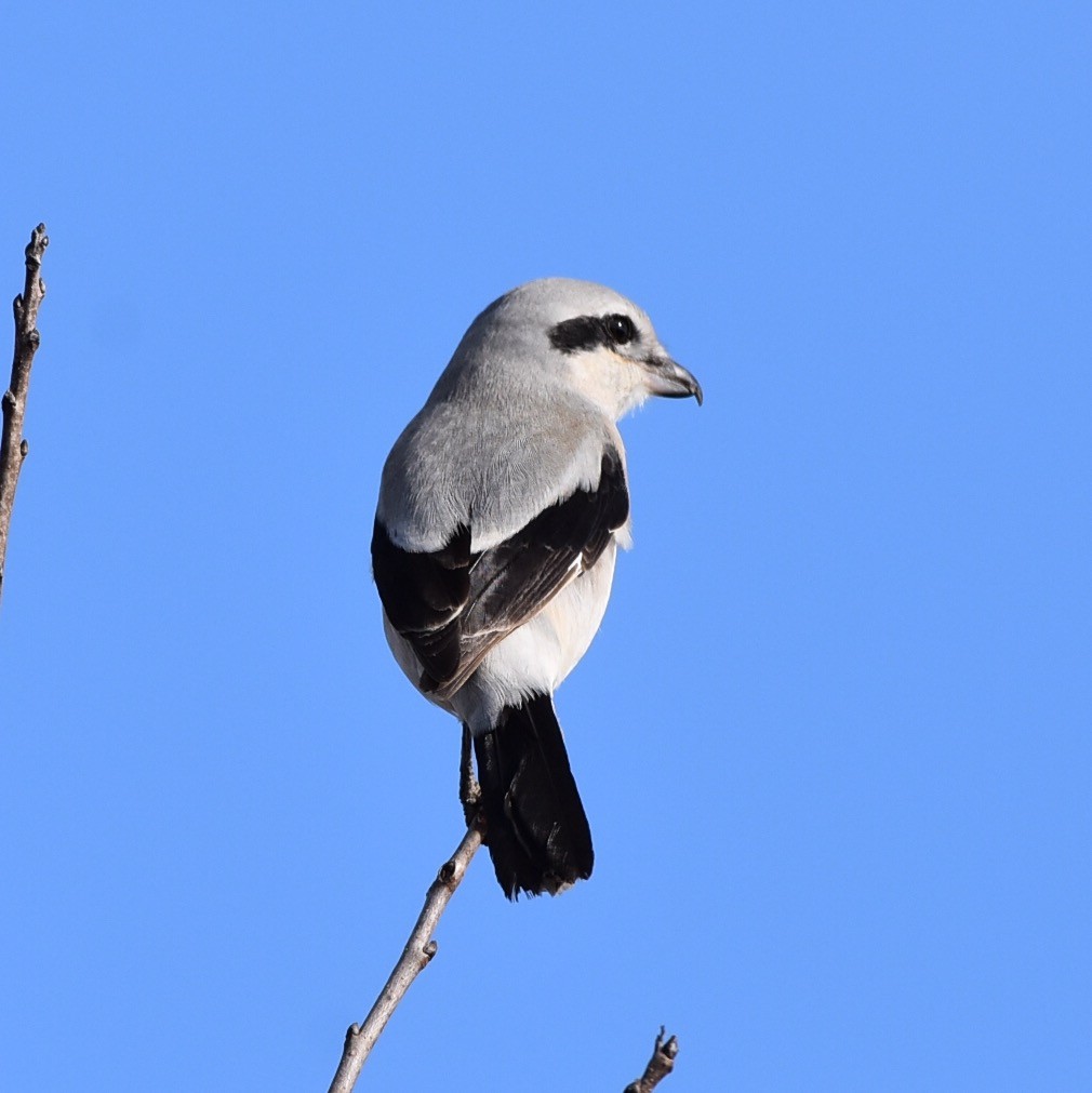 Northern Shrike - ML342072201