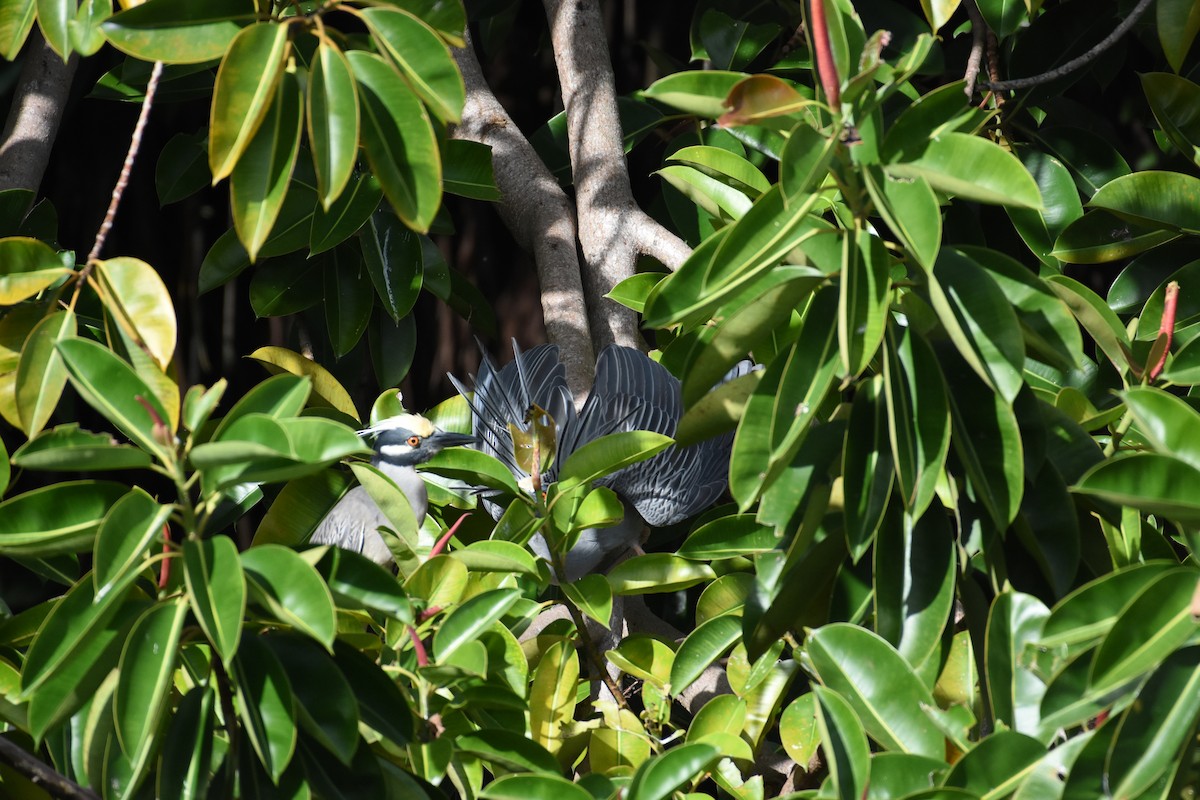 Yellow-crowned Night Heron - ML342072661