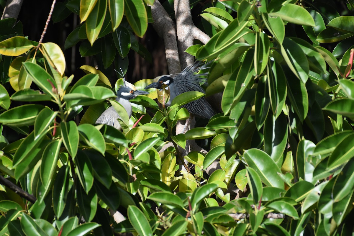 Yellow-crowned Night Heron - ML342072761