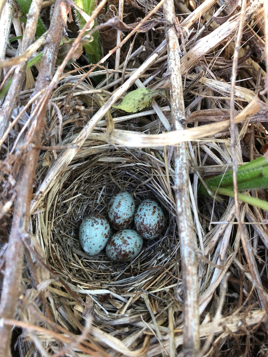 Song Sparrow - ML342073371