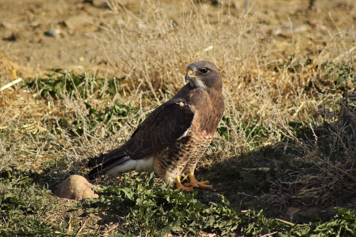 Swainson's Hawk - ML342075431