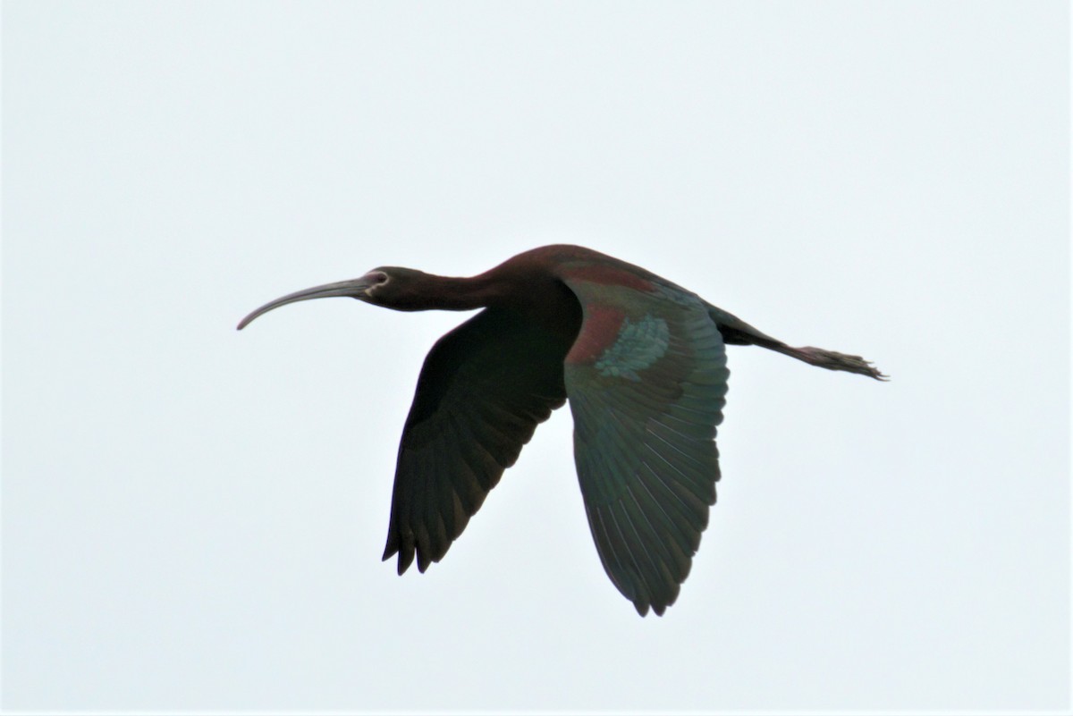 White-faced Ibis - ML342076401