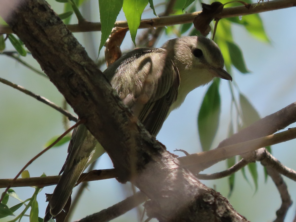 Warbling Vireo - David Smith