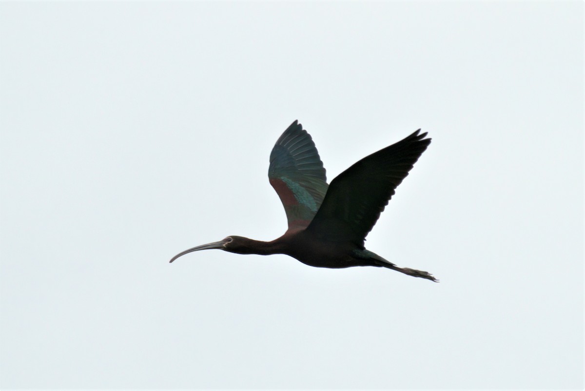 Ibis à face blanche - ML342077031