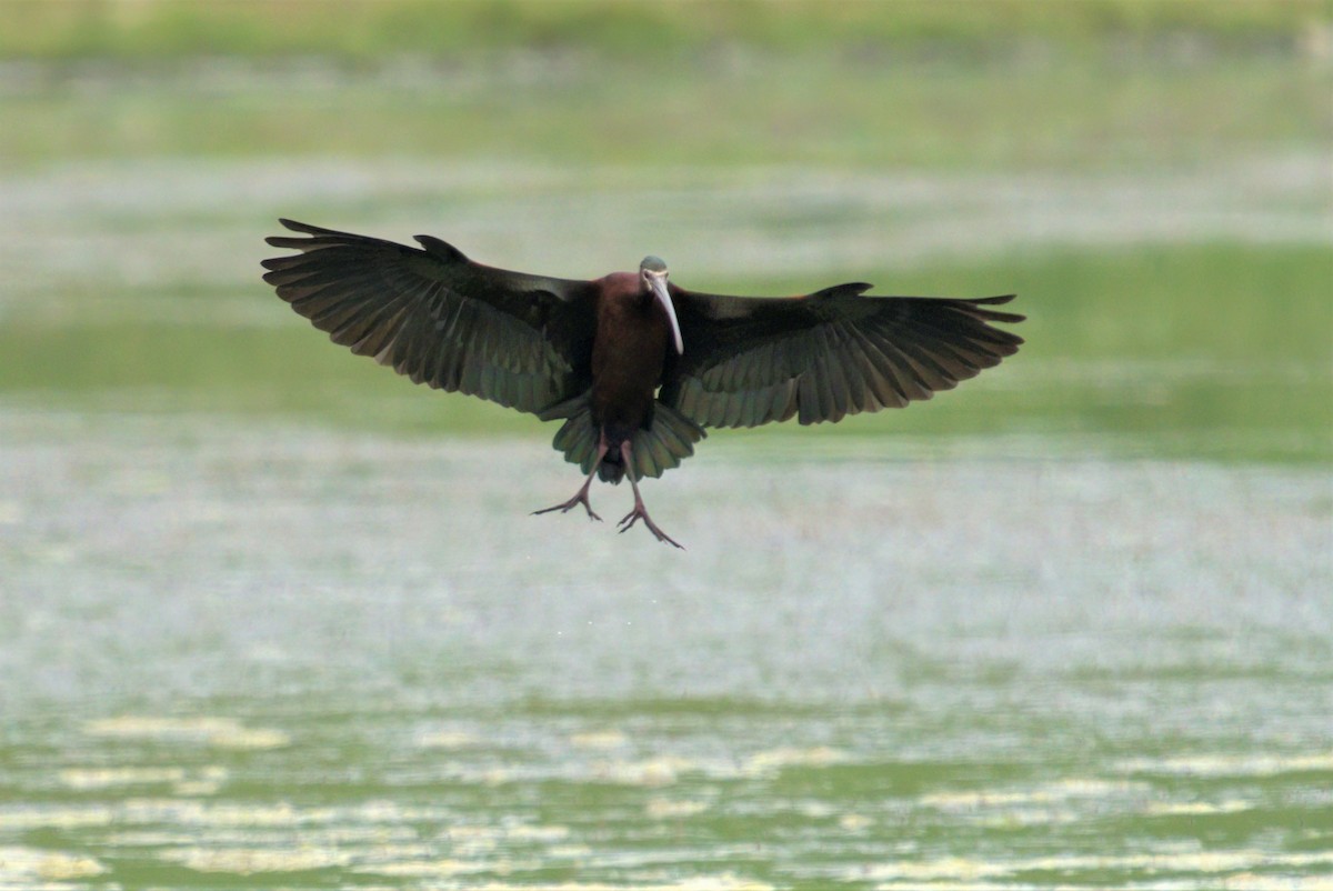 White-faced Ibis - ML342077411