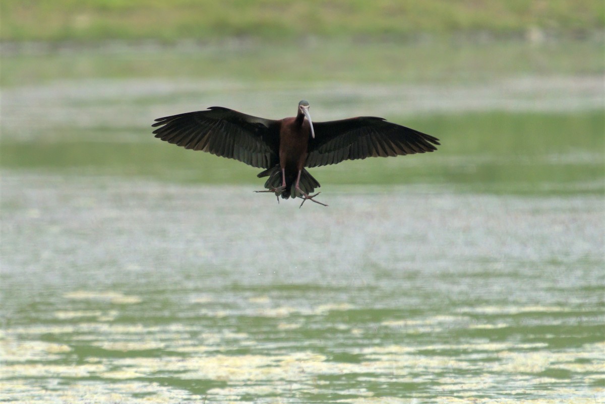 ibis americký - ML342077471