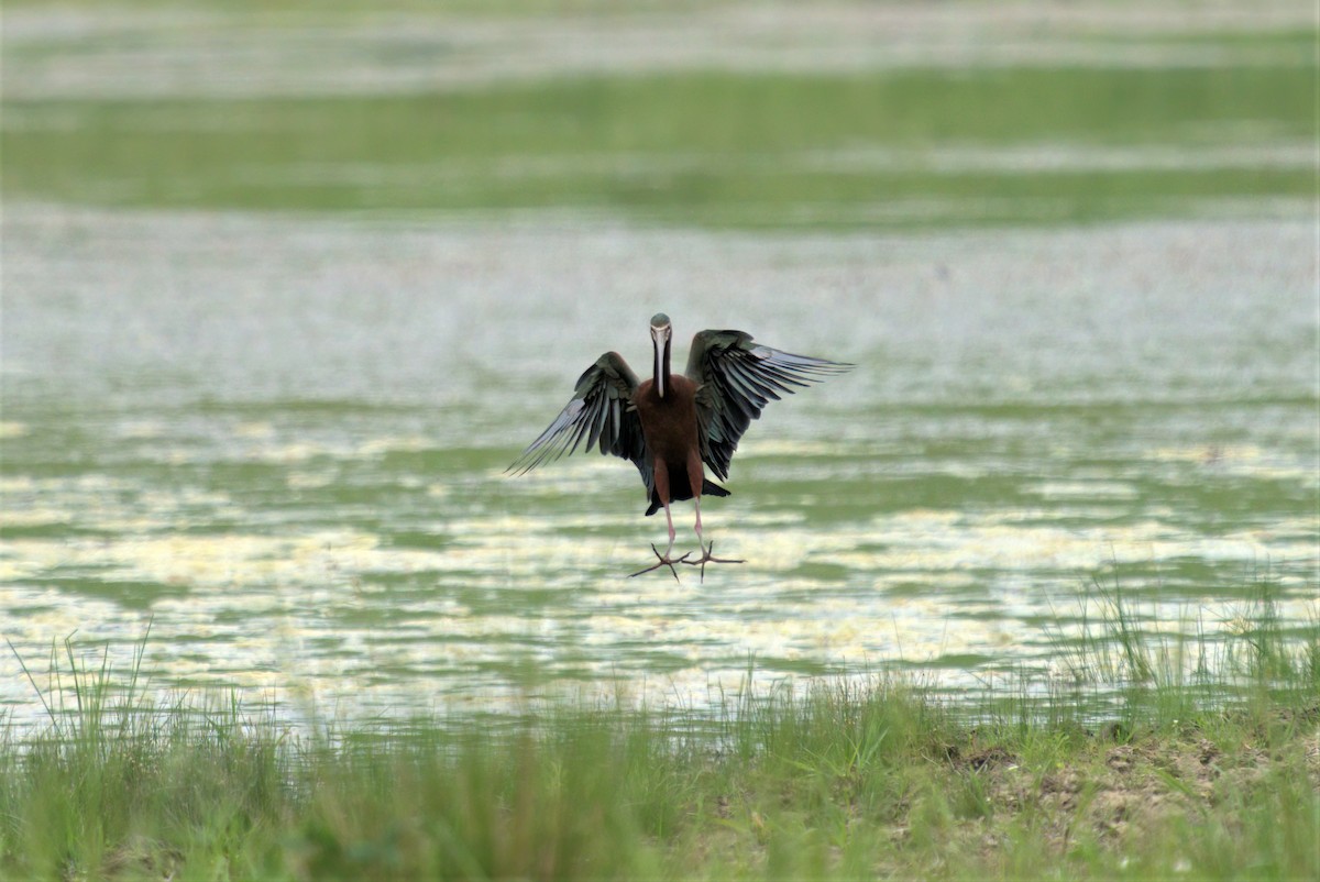 ibis americký - ML342077921