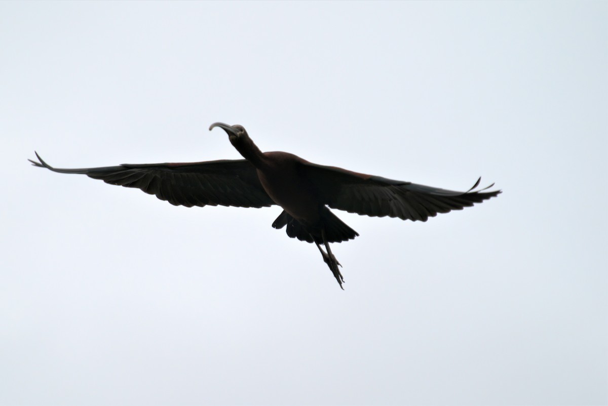 White-faced Ibis - ML342078061