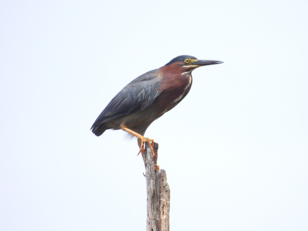 volavka zelenavá - ML342078101