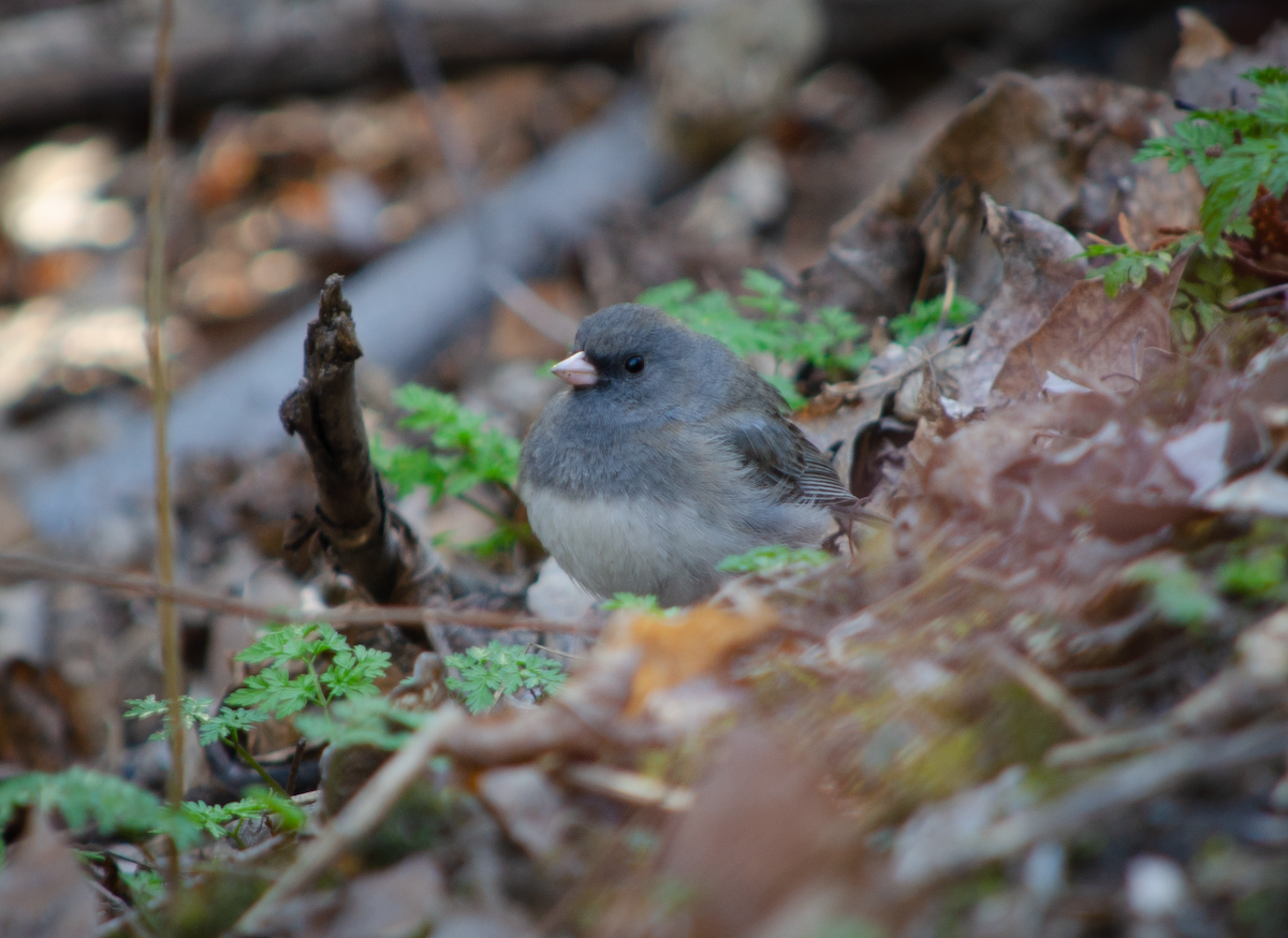 Dark-eyed Junco - ML342079921