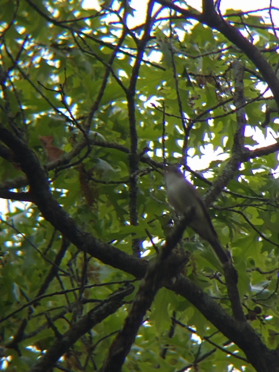 Eastern Wood-Pewee - Blake Ulmaniec