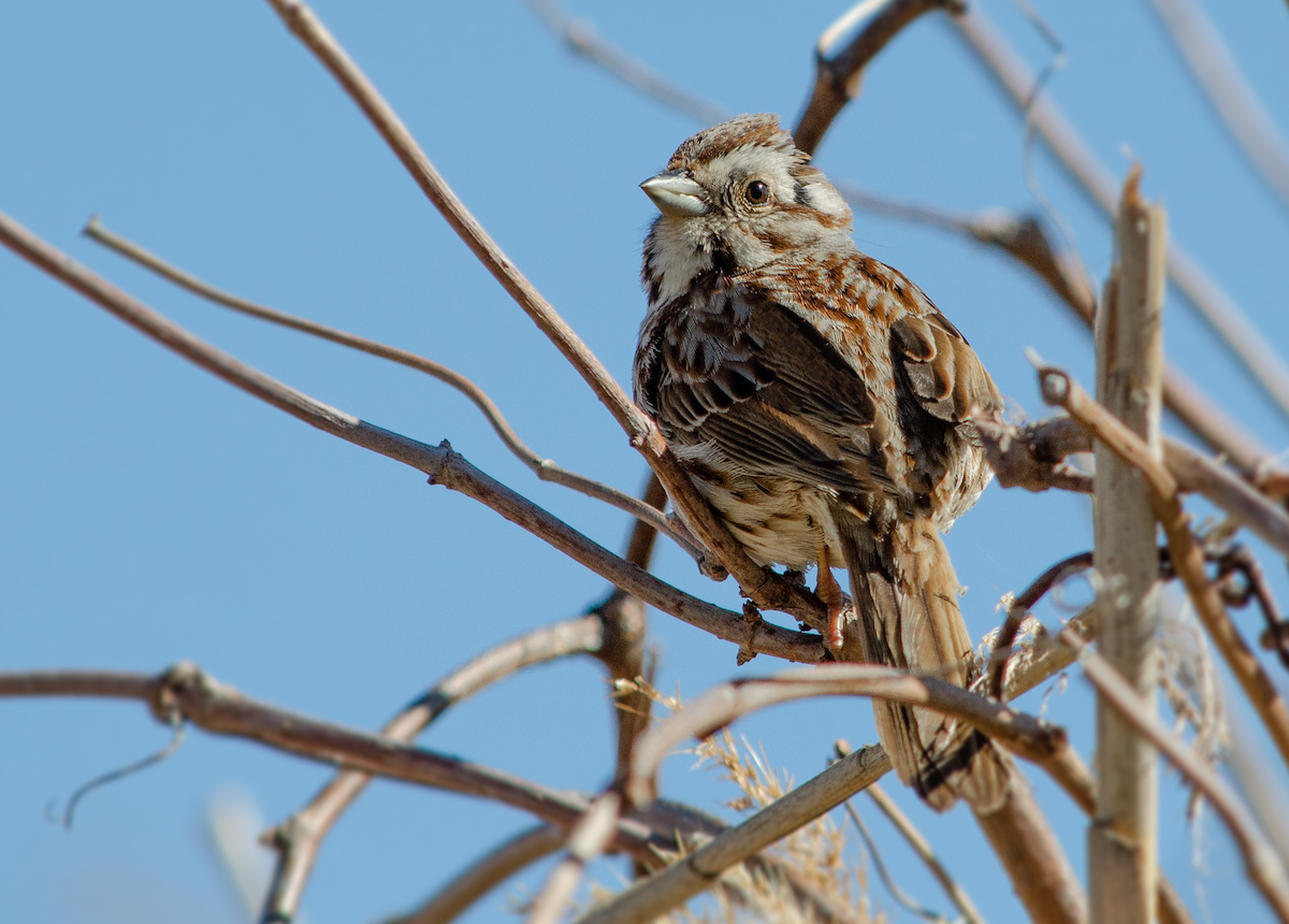 Song Sparrow - ML342080391