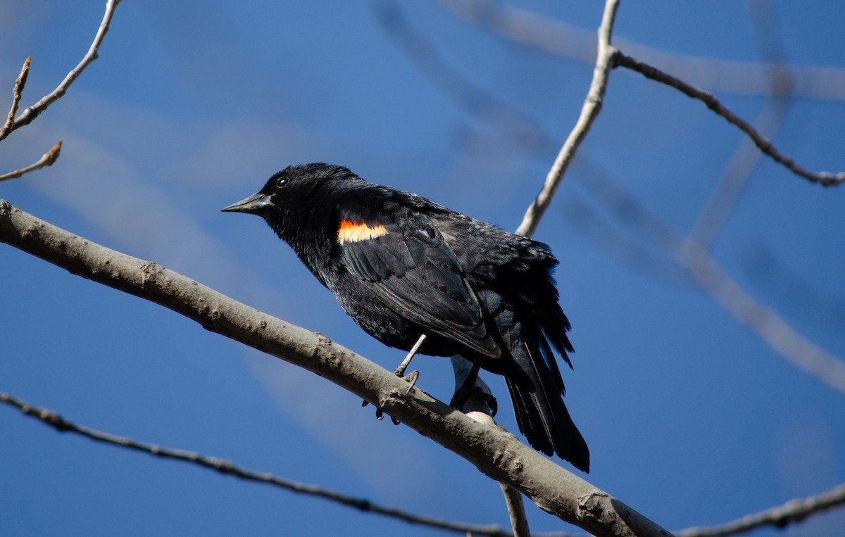 Red-winged Blackbird - vanessa millette